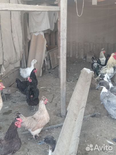 Домашняя птица