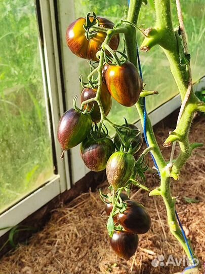 Семена сортовых томатов