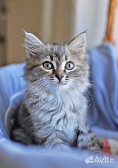 Котятки-малыши ищут семью