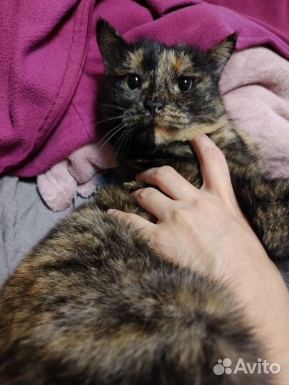 Кошечка Карамелька