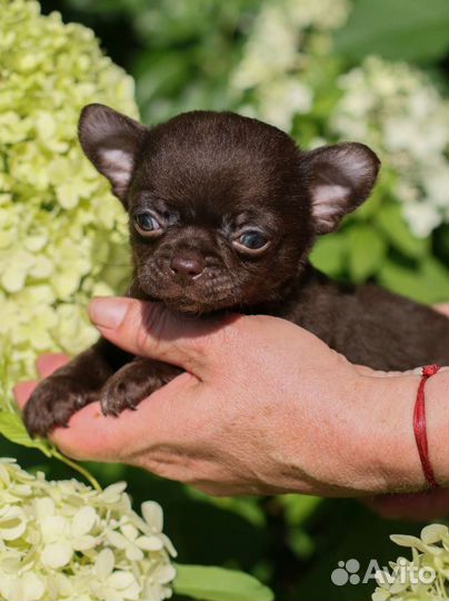 Шоколадки Мальчики мини