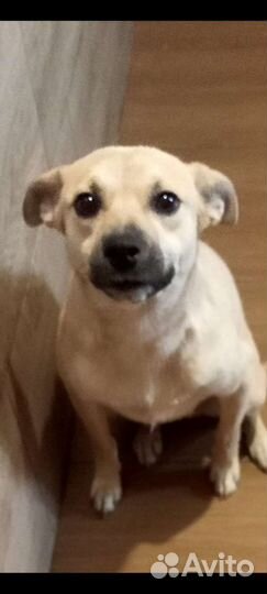 Маленькая стерильная приучена к выгулу