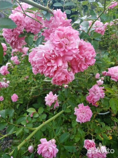 Розы плетистые садовые