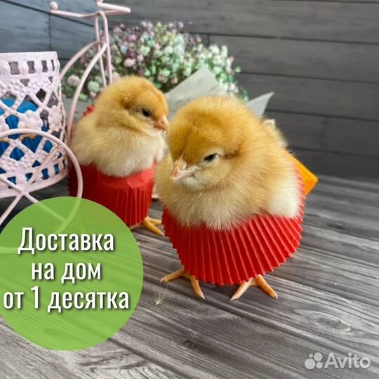 Суточные курочки Ломан Браун в Каневском районе