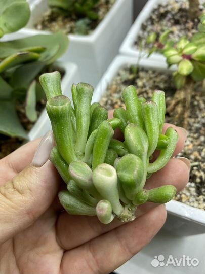 Крассула Gollum White