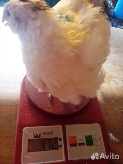 Перепелки Техасские утяжеленные