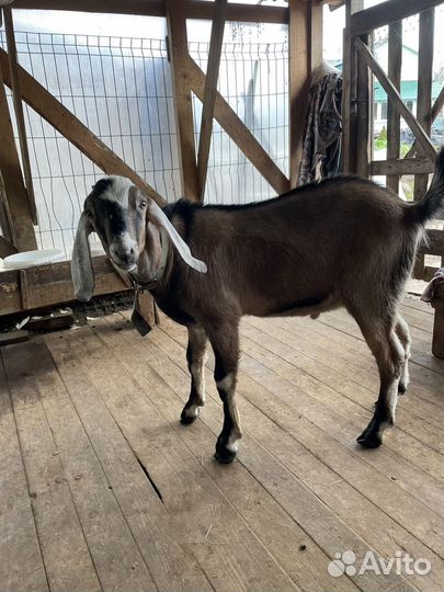 Козел нубийской породы на мясо или племя