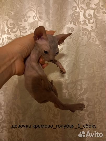 Донской сфинкс котята