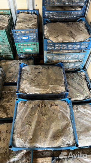 Рассада клубники Фриго