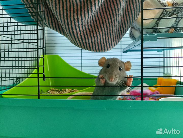 Крысы дамбо девочки