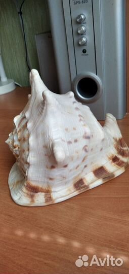 Ракушка морская большая