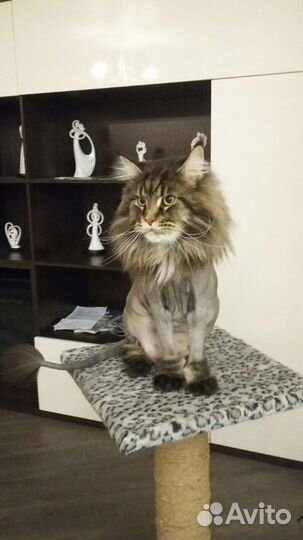 Груминг стрижка Кошек избавление от шерсти до 6 м