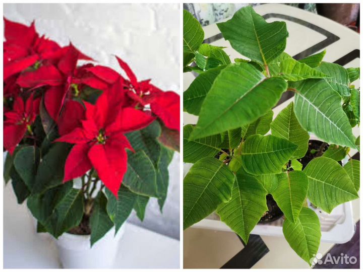 Пуансеттия