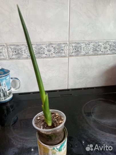 Сансивиерия сортовая