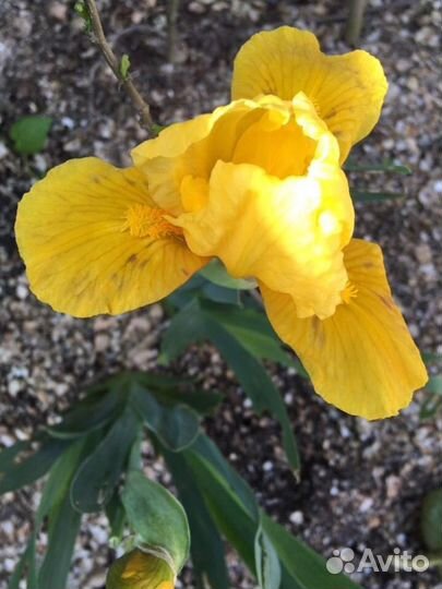 Растения для сада