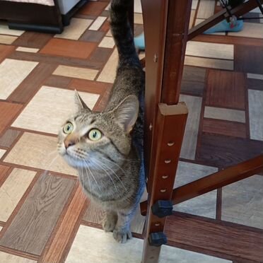 Европейский короткошёрстный, взрослый кот