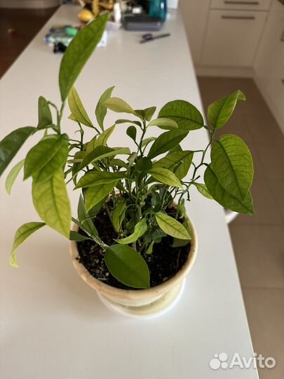 Мандариновое дерево