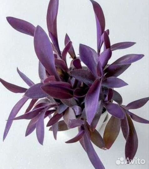 Традесканция и декабристы