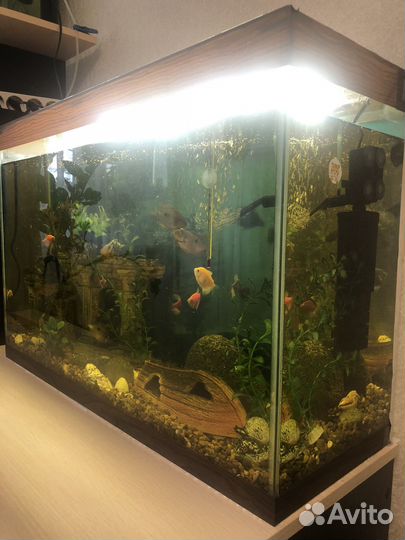 Аквариум с рыбками