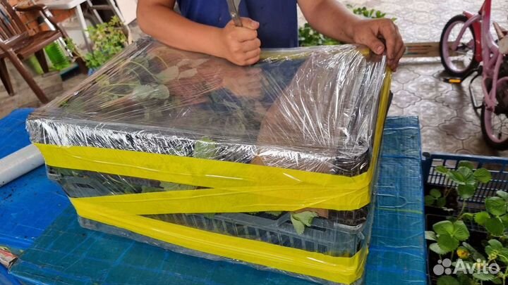 Кассетная рассада клубники