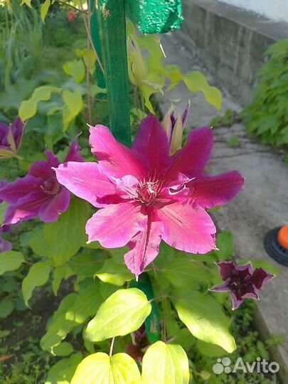 Саженцы клематиса My Beauty