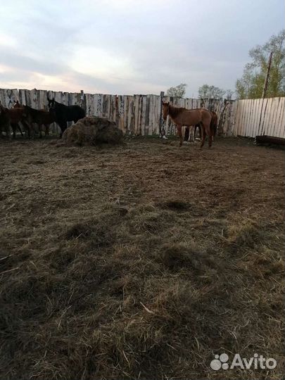 Лошадь жеребая