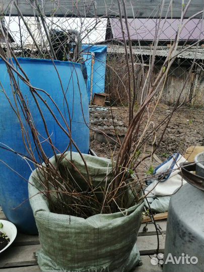 Слива груша вишня