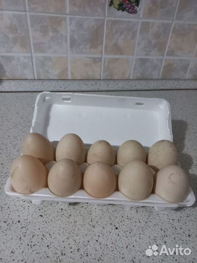 Инкубационные яйцо индоутки