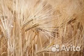 Продам ячмень