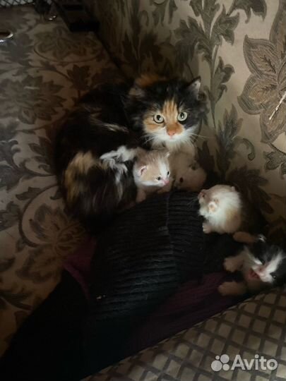Котята в добрые руки даром