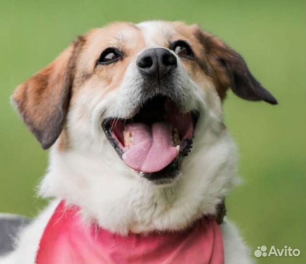 Замечательная собака в добрые руки