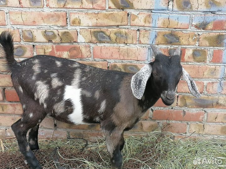 Англо нубийские козы