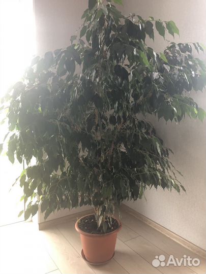 Фикус бенджамина