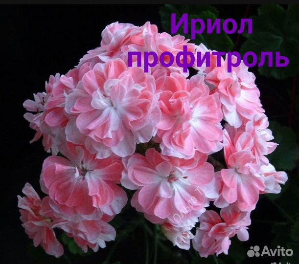 Пеларгонии сортовые