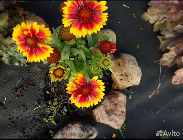 Гайлардия многолетняя