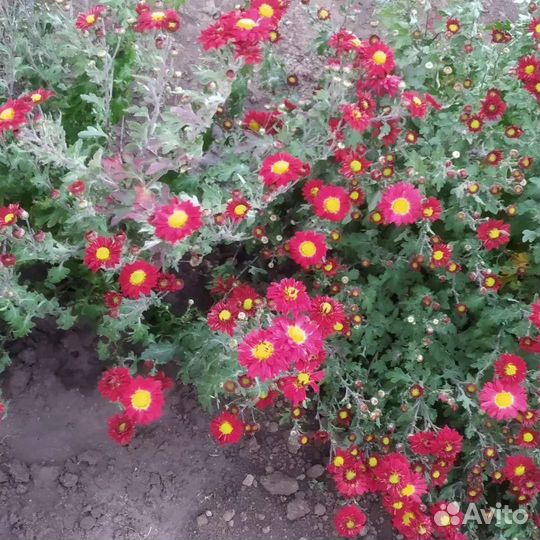 Хризантема веточная срезочная