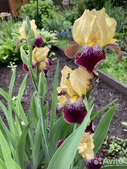 Ирис бородатый