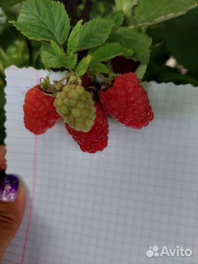 Саженцы малины