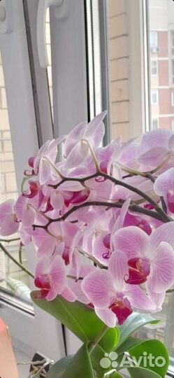 Орхидея фаленопсис