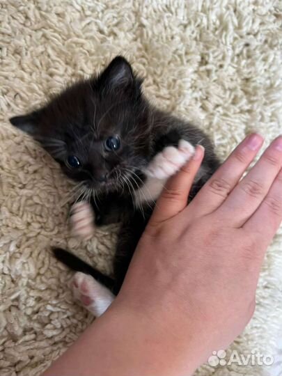 Кошка в дар