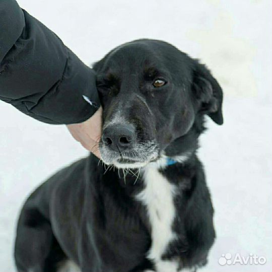 Сайна ищет дом