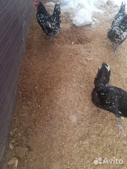 Натуральные удобрения для сада и огорода