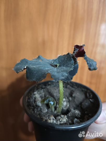 Комнатные растения цветы