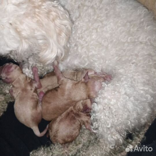 Продажа щенков пуделя