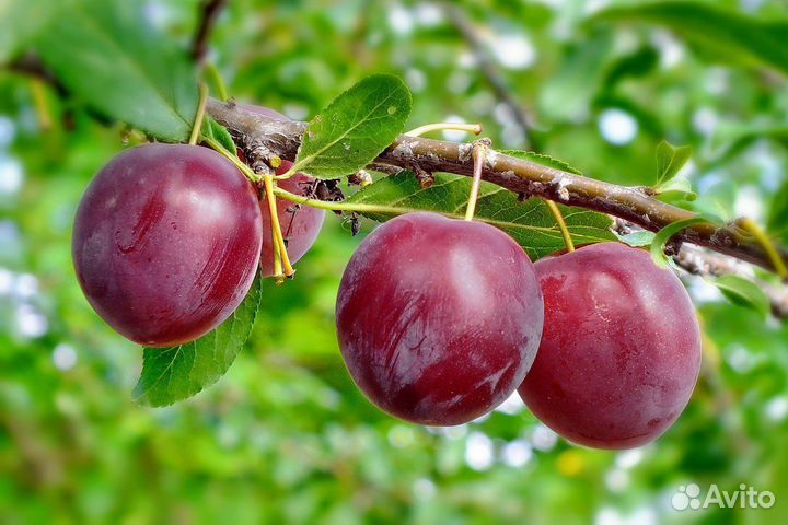 Слива саженцы