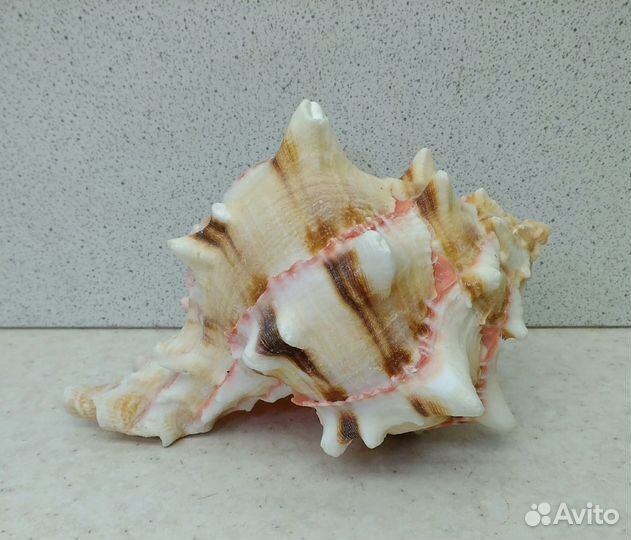 Мурекс Брассика 10,8 морская ракушка раковина
