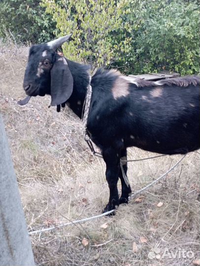 Козы дойные и козёл камори-нубийский