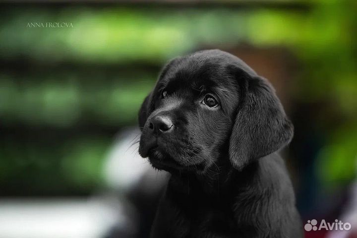 Щенки лабрадора