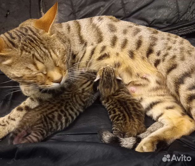 Бенгальские котята