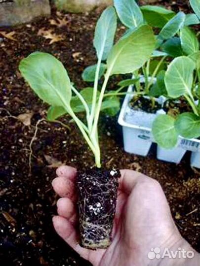 Рассада овощей Голландия и Россия